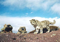 Котята снежного барса. Фото WWF
