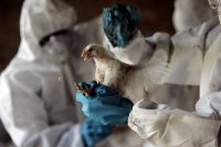 В Туве завершена утилизация тушек больных птиц