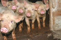 В Туве принимают меры против заноса вируса африканской чумы свиней