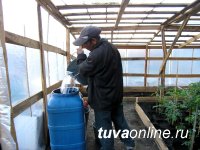 В горной Монгун-Тайге (Тува) получают первый урожай помидоров