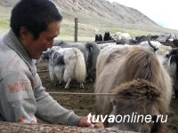 В Туве готовятся чествовать животноводов