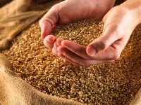 В Туве из-за позднего созревания зерновых затягивается уборка урожая