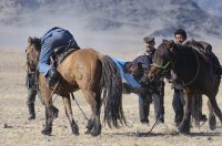 В Туве осуждены скотокрады, угнавшие 5 лет назад скот из Монголии