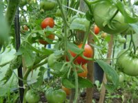 Восстановленный в Туве Тепличный комбинат выдал первую партию помидоров