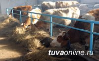 В Туве открыли современную молочно-товарную ферму