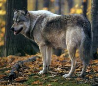 В Туве перед охотниками поставлена задача года - уничтожить 700 волков