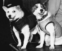 В 1960 году на территории Тувы совершила аварийную посадку ракета с собаками-космонавтами на борту