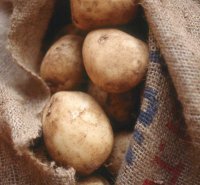 На западе Тувы продолжается уборка картофеля и овощей