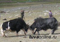 В Туве одним из основных резервов мясного скотоводства снова становятся яки