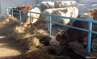 Туве выделено 47,7 млн. рублей на развитие мясного скотоводства