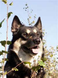В Туве на выставке охотничьих собак лучшей признана лайка известного камнереза, лауреата Государственной премии России
