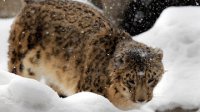 WWF предложит российским бизнесменам "усыновить" снежного барса