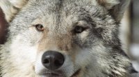 Охотники Тувы уничтожили в 2011 г рекордное число волков - 669 особей