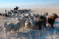 В Туве, несмотря на обильные снегопады, зимовка скота проходит стабильно