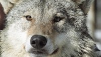 В Туве продолжаются нападения волков на отары