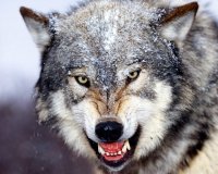 В Туве бешеный волк покусал жителей поселка Мугур-Аксы