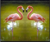 На озеро Чедер (Тува) залетал и фламинго…