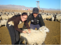 Тува представит на племвыставке в Чите свой фирменный «бренд» – местную короткожирнохвостую породу овец