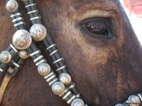Лошадь Чингисхана в Туве объявлена приоритетом