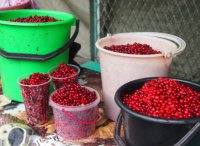 Жители Хакасии предпочитают собирать бруснику в Туве