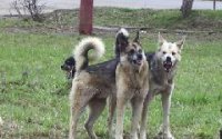 В столице Тувы начинают отлов бродячих собак