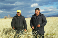 В Туве убрано более половины площадей зерновых культур
