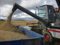В Туве убрано более половины площадей зерновых культур