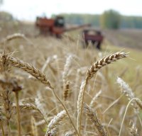 В Туве уборка урожая зерновых культур выполнена на 80%