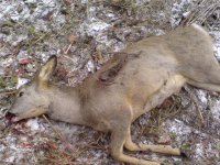 В Туве в новогоднюю ночь поймали злостных браконьеров
