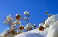 В Туве объем выпавшего нынешней зимой снега в полтора раза превысил среднегодовой