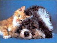 Кошек и собак через тувинско-монгольские КПП можно ввозить без сертификата