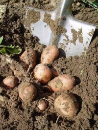 В Туву привезли зараженный картофель из Красноярского края