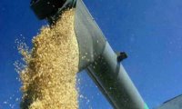 В Туве началась уборка урожая зерновых