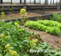В Ботаническом саду Тувинского госуниверситета высажено и испытано более 200 видов растений