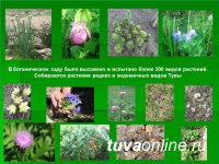 В Ботаническом саду Тувинского госуниверситета высажено и испытано более 200 видов растений