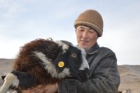 Чудо-овцами в Сут-Хольском районе Тувы заинтересовались ученые
