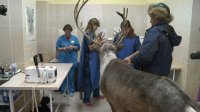 Северному оленю из Тувы сделали операцию в Новосибирске