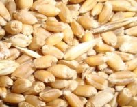 Правительство России выделит  20 млн. рублей растениеводам Тувы на приобретение семян