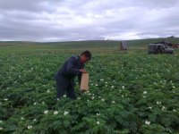 Трудовые коллективы Кызыла возобновят посадки картофеля в «агропоясе» вокруг столицы