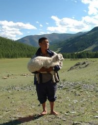 Бурятия в Туве закупает овец