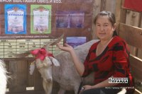 Тувинские овцы на "конкурсе красоты" в Чите