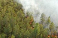 Грозы спровоцировали лесные пожары на Тодже. Введен режим ЧС