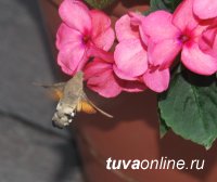 Комиссия конкурса «Кызыл – территория чистоты» встретила колибри
