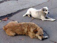 В Кызыле усиливают меры по отлову бродячих собак