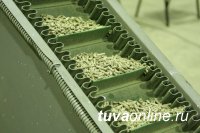 Минтопэнерго Тувы намерено освоить производство пеллет – топлива из отходов деревопереработки