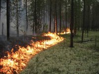 В Туве действуют два лесных пожара