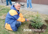 Голубые ели украсят новое здание МЧС в Кызыле