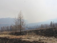В Туве на 8 мая не зарегистрировано лесных пожаров. Население просят соблюдать противопожарный режим