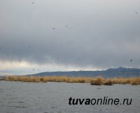 На территории озера Убсу-Нур (Тува-Монголия) выявлен птичий грипп