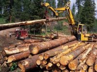 Заготовка древесины станет доступнее для малого бизнеса Тувы